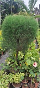 Casurina bankok topayari