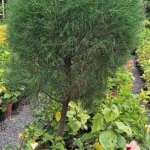 Casurina bankok topayari