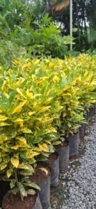 Croton Lemon