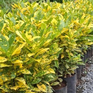 Croton Lemon