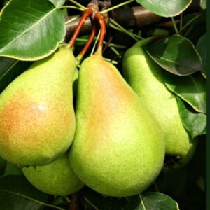 Pears