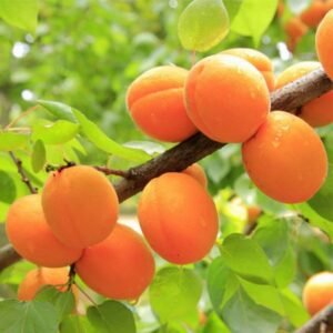 Apricot Grafted Fruit Live Plant