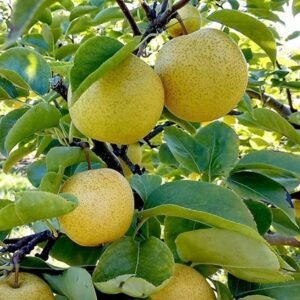 Asian Golden Nashpati Pear Grafted Fruit