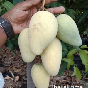 Thai All Time Mango