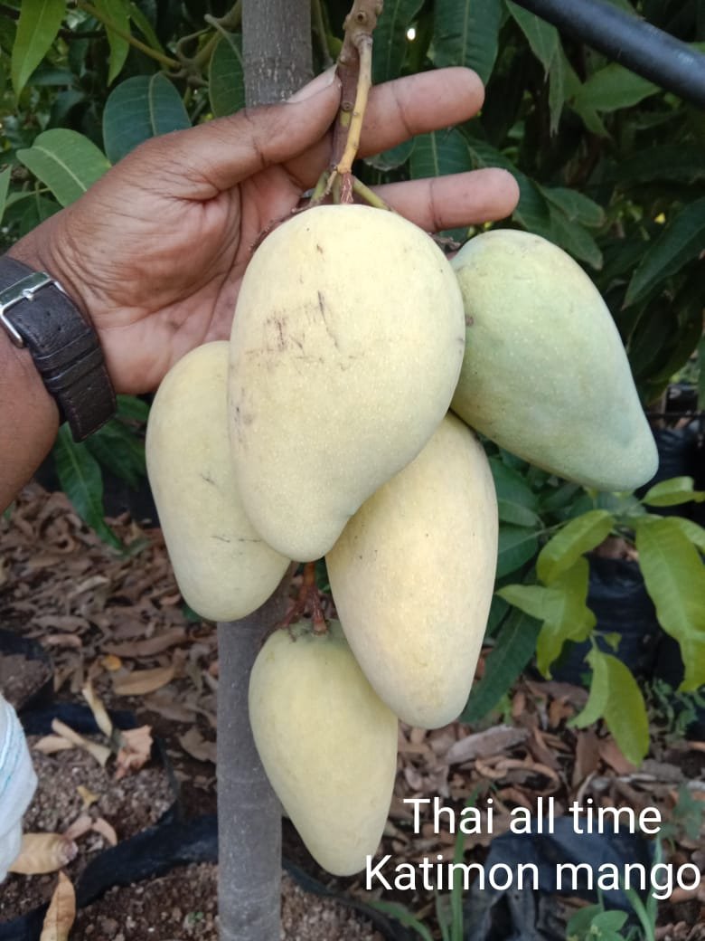 WhatsApp Image 2025-07-02 at 15.58.40_4ec026b0 Thai All Time Mango