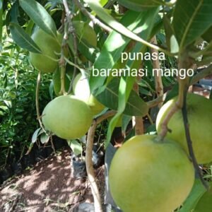 Punasa All Time Mango