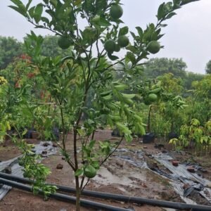 Vietnam All Time Malta