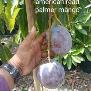 American Red Palmar Mango