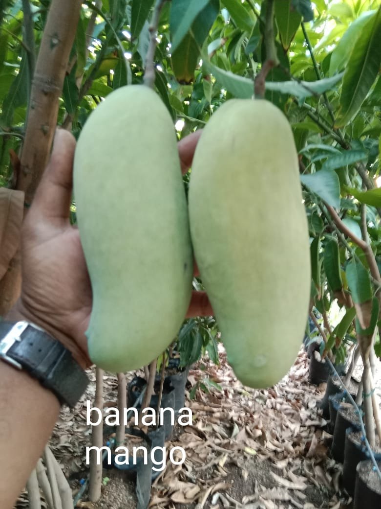 WhatsApp Image 2025-07-02 at 16.01.32_0edfc384 Banana Mango
