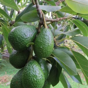 AVACADO GRAFTED