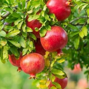 POMEGRANATE BHAGVA NASHIK