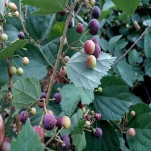 PHALSA