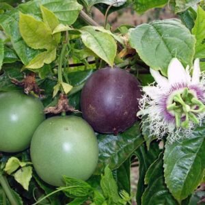 PASSION FRUIT