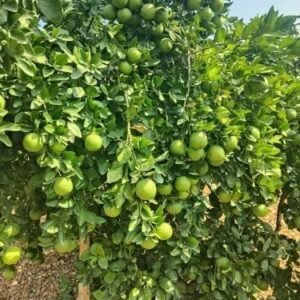 MOSAMBI VIETNAM ALL TIME