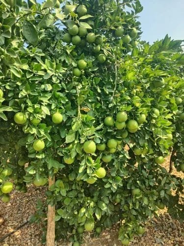 WhatsApp Image 2025-08-04 at 12.56.53_9cc854ed MOSAMBI VIETNAM ALL TIME