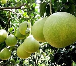POMELO (PUPNAS) GRAFTED
