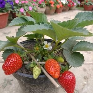 STRAWBERRY