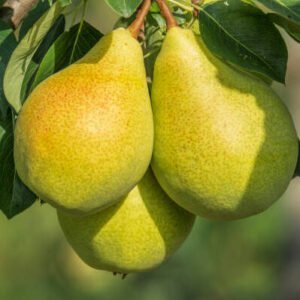 NASPATI BABUGOSA PEAR