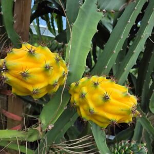 DRAGON FRUIT YELLOW