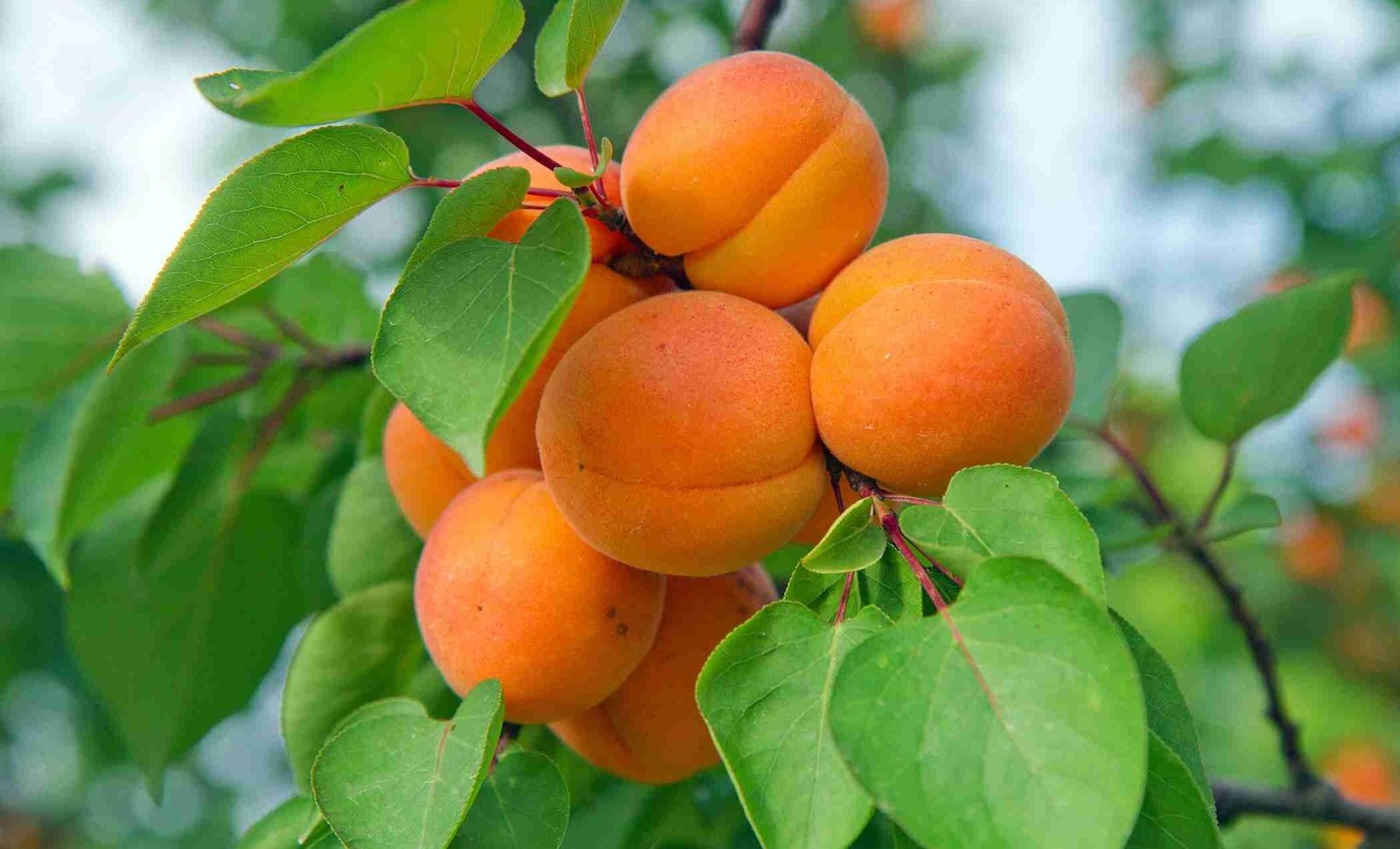 WhatsApp Image 2025-08-04 at 12.56.58_1d45047a PEACH FRUIT