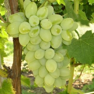 GRAPES SEEDLESS GRAFTED