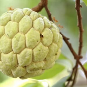 CUSTARD APPLE (SITAFAL) GRAFTED