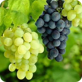 41OAfiqjfhL. UF350350 QL80 Modified