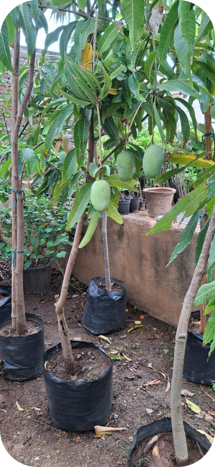 WhatsApp Image 2025 07 02 At 15.58.56 7ec9422d Modified