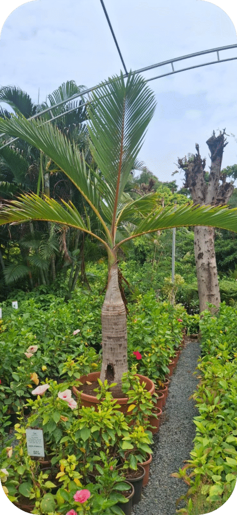 WhatsApp Image 2025 07 04 At 12.03.05 828612e6 Modified 472x1024