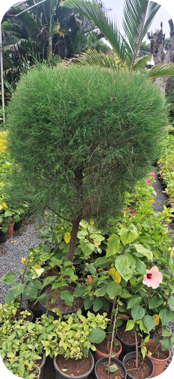 WhatsApp Image 2025 07 04 At 12.03.21 95f7d150 Modified 1