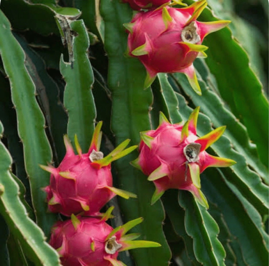 Image 950f3e86 C663 43a6 94bb E65d068f6bfe 2000x Modified E1758789758797 1024x1014